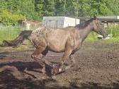 Apaloosa kumelė 3 m. - nuotraukos Nr. 6