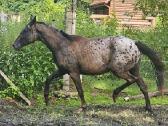 Apaloosa kumelė 3 m. - nuotraukos Nr. 7