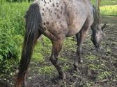 Apaloosa kumelė 3 m. - nuotraukos Nr. 8