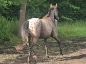 Apaloosa kumelė 3 m. - nuotraukos Nr. 9
