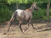 Apaloosa kumelė 3 m. - nuotraukos Nr. 10