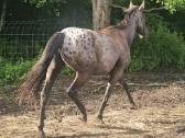 Apaloosa kumelė 3 m. - nuotraukos Nr. 11