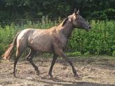 Apaloosa kumelė 3 m. - nuotraukos Nr. 12