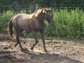 Apaloosa kumelė 3 m. - nuotraukos Nr. 13