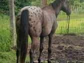 Apaloosa kumelė 3 m. - nuotraukos Nr. 14
