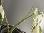 Monstera Borsigiana Albo Variegata - nuotraukos Nr. 3