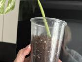 Monstera Borsigiana Albo Variegata - nuotraukos Nr. 5