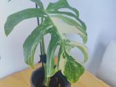 Monstera albo - nuotraukos Nr. 2