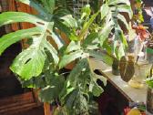 Monstera albo - nuotraukos Nr. 3