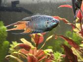 Aquael leddy 75 akvariumas - nuotraukos Nr. 5