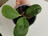 Hoya Obovata - nuotraukos Nr. 2