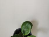 Hoya Obovata - nuotraukos Nr. 3