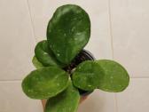 Hoya Obovata - nuotraukos Nr. 4