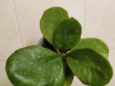 Hoya Obovata - nuotraukos Nr. 5