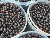 Juodieji serbentai 1kg-5€ didelės, labai skanios - nuotraukos Nr. 3