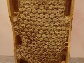 Medus, pikis (propolis), bičių duonelė, vaškas - nuotraukos Nr. 5