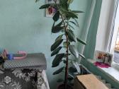 Fikusas (Ficus elastica) - nuotraukos Nr. 3