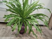 Asplenium - nuotraukos Nr. 2
