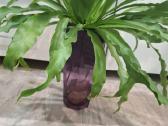 Asplenium - nuotraukos Nr. 3