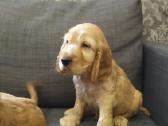 Anglu koker spanieliai - nuotraukos Nr. 2