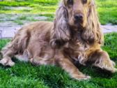 Anglu koker spanieliai - nuotraukos Nr. 7