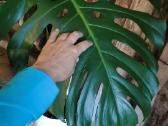 Didzialape monstera deliciosa - nuotraukos Nr. 2
