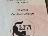 Liko 2 britų cinamono spalvos mergaitėa - nuotraukos Nr. 17