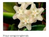 Hoya 's - nuotraukos Nr. 5