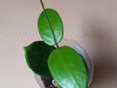 Hoya 's - nuotraukos Nr. 6