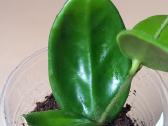 Hoya 's - nuotraukos Nr. 7