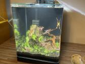 LED šviestuvas Aquel Leddy slim 10w Sunny Plant - nuotraukos Nr. 3