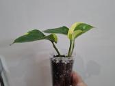 Epipremnum aureum 'Manjula Poonsin - nuotraukos Nr. 2