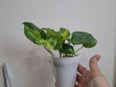 Epipremnum Global Green - nuotraukos Nr. 2