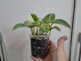 Epipremnum Snow Queen - nuotraukos Nr. 2