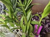 Orchideja - nuotraukos Nr. 2