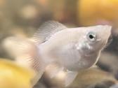 Įv. akvariuminės žuvelės Šiauliuose - nuotraukos Nr. 37