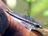 Įv. akvariuminės žuvelės Šiauliuose - nuotraukos Nr. 5