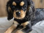 Kavalieriaus Karaliaus Karolio spanieliukas - nuotraukos Nr. 4