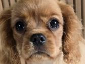 Kavalieriaus Karaliaus Karolio spanieliukas - nuotraukos Nr. 5