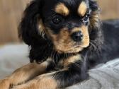 Kavalieriaus Karaliaus Karolio spanieliukas - nuotraukos Nr. 6