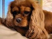 Kavalieriaus Karaliaus Karolio spanieliukas - nuotraukos Nr. 9