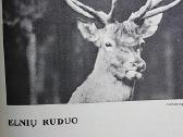 Laiškai iš elnių miško - nuotraukos Nr. 11