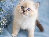 Kilmingi Ragdoll kačiukai - nuotraukos Nr. 2