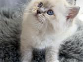 Kilmingi Ragdoll kačiukai - nuotraukos Nr. 4