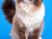 Kilmingi Ragdoll kačiukai - nuotraukos Nr. 6