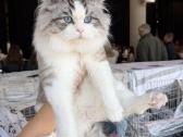 Kilmingi Ragdoll kačiukai - nuotraukos Nr. 7