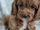 Cavapoo F1 - nuotraukos Nr. 2