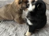 Shiba Inu šuniukai - nuotraukos Nr. 3