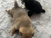 Shiba Inu šuniukai - nuotraukos Nr. 4