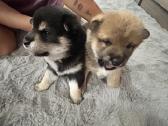 Shiba Inu šuniukai - nuotraukos Nr. 5